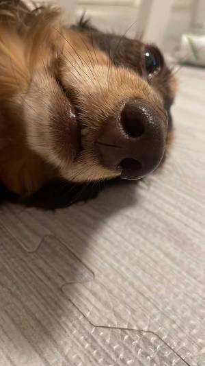 空腹なのに、朝食を拒否する犬　まさかの理由に「どんだけ好きなんだ…」