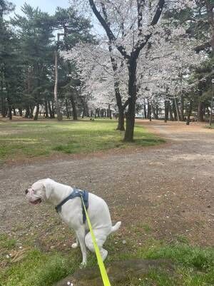 桜の犬の写真