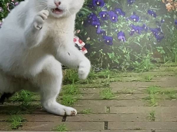 「今まで見た中で断トツ」　事務所の『猫写真』に、配達員「めっちゃいい」