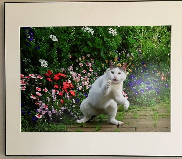 「今まで見た中で断トツ」　事務所の『猫写真』に、配達員「めっちゃいい」