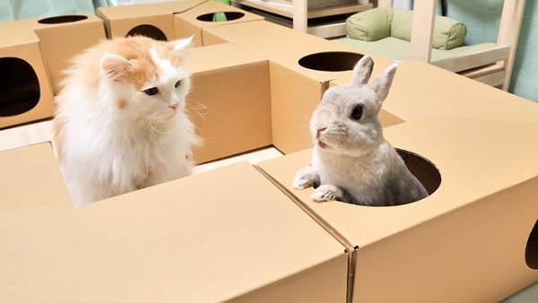 飼い主「一緒に遊ぶかな」　いつも仲よしなウサギと猫が取った行動は？