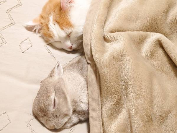 飼い主「一緒に遊ぶかな」　いつも仲よしなウサギと猫が取った行動は？