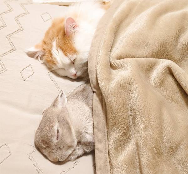 飼い主「一緒に遊ぶかな」　いつも仲よしなウサギと猫が取った行動は？