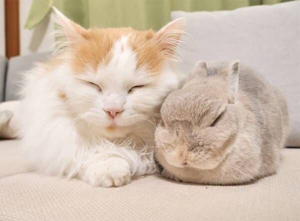 猫とウサギの写真