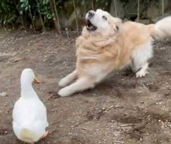 体の大きさも種も違う２匹　理想と現実の姿に「笑った」「お犬好しなんだから」