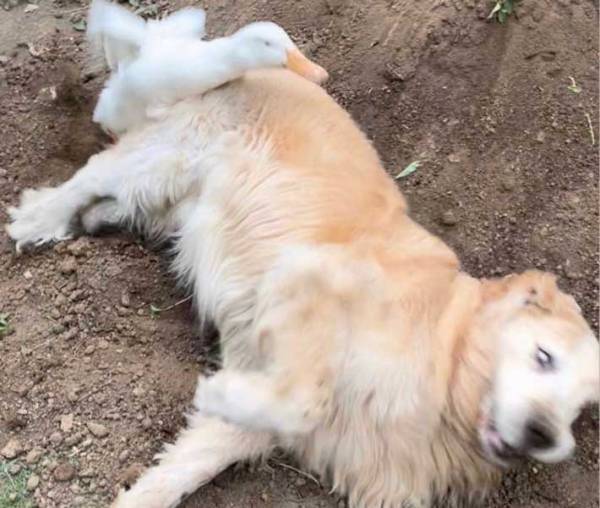 体の大きさも種も違う２匹　理想と現実の姿に「笑った」「お犬好しなんだから」