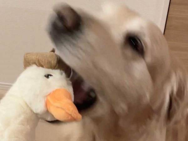 体の大きさも種も違う２匹　理想と現実の姿に「笑った」「お犬好しなんだから」