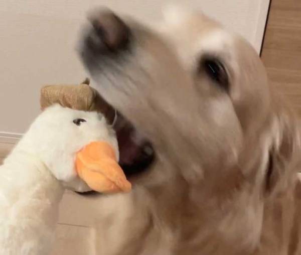 体の大きさも種も違う２匹　理想と現実の姿に「笑った」「お犬好しなんだから」