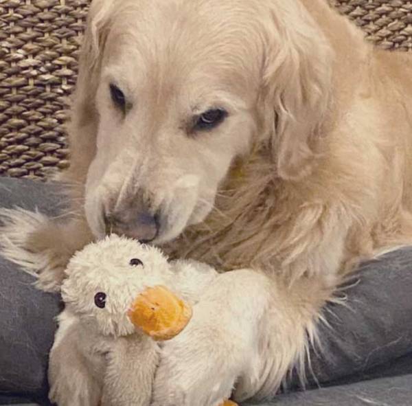 体の大きさも種も違う２匹　理想と現実の姿に「笑った」「お犬好しなんだから」