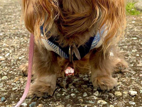 「イッヌは世界を平和にする」　春を満喫するダックスフンドをご覧ください