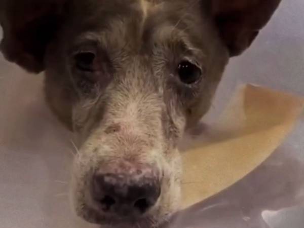 飼い主に虐待され、１４年ぶりに空を見た犬　見せた『表情』に「涙が出た」