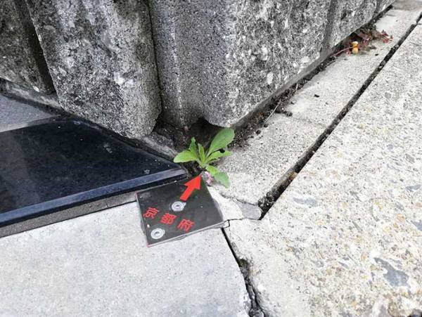 雑草をうつした写真に『１１万いいね』　その理由に「完璧！」の声