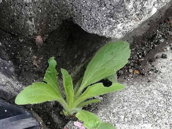 雑草をうつした写真に『１１万いいね』　その理由に「完璧！」の声