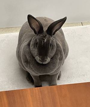 夫が撮ったウサギの写真　写った光景に妻「なんでこうなるん！？」