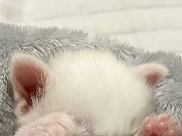 「いいね１００万回押したい」寝つかない赤ちゃん猫を毛布に包んだら…？