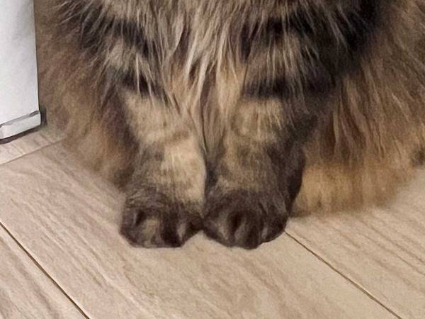 届いたクレカに『１３万いいね』　デザインに「不意打ちで吹いた」「出されたら笑う」