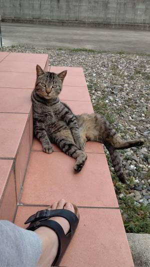 布団がふっとび、猫が…　ダジャレが現実になった写真に「最高の１枚」