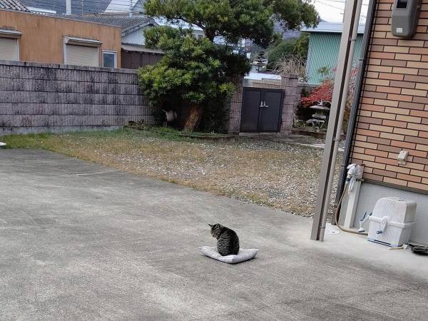 布団がふっとび、猫が…　ダジャレが現実になった写真に「最高の１枚」