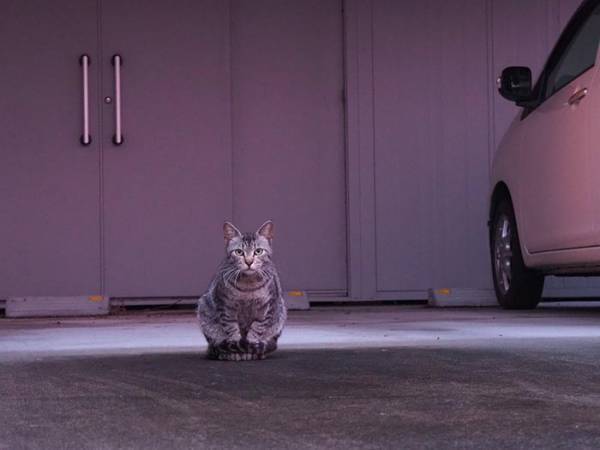 布団がふっとび、猫が…　ダジャレが現実になった写真に「最高の１枚」