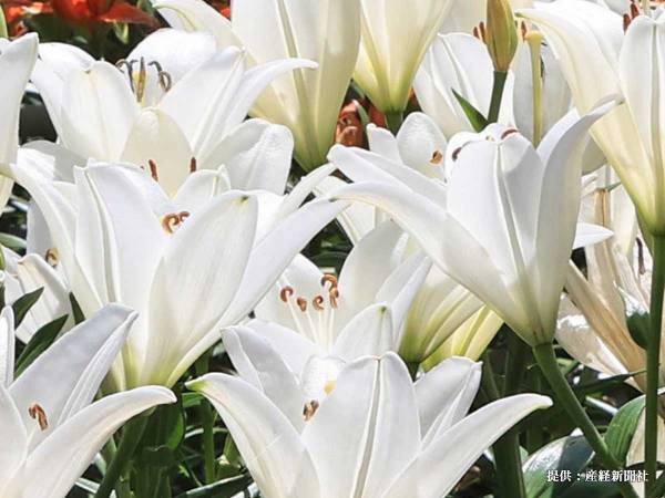 元横綱の曙太郎さんが心不全により逝去　突然の訃報に「本当に残念」「一時代を築いた名力士でした」