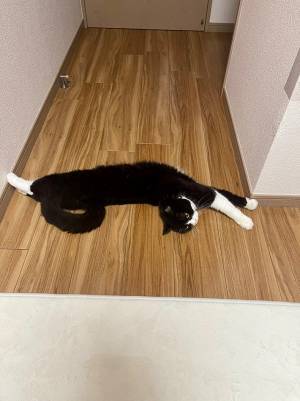 トイレに行こうとした飼い主の先には…？　猫の必死な姿が話題