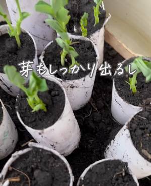 トイレットペーパーの芯　思わぬ活用法に「もったいないことしてた…」