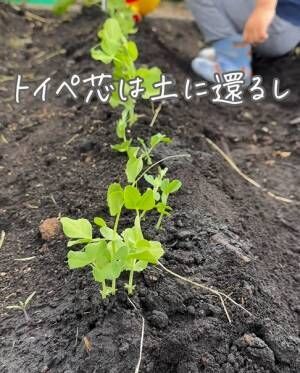 土から生えている植物の芽