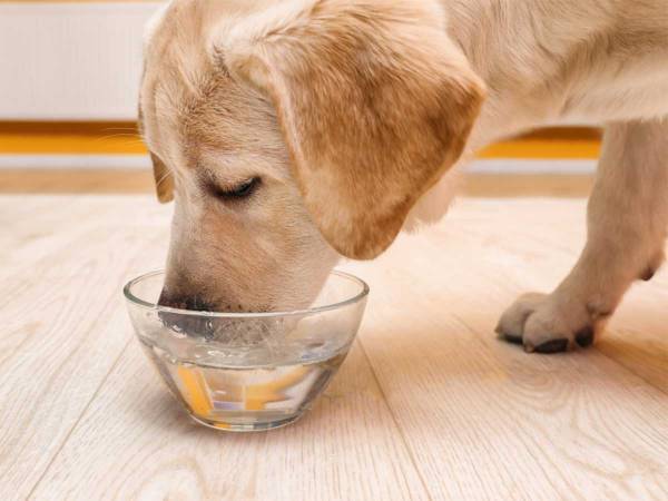 犬が水を飲んだ後にとった『行動』に反響　「感動した」「いい子だなぁ」