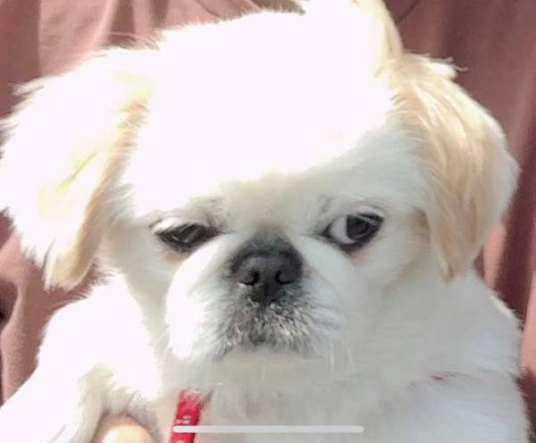 桜と写真を撮りたい夫婦　巻き込まれた愛犬の顔が…「最高の表情」「爆笑した」