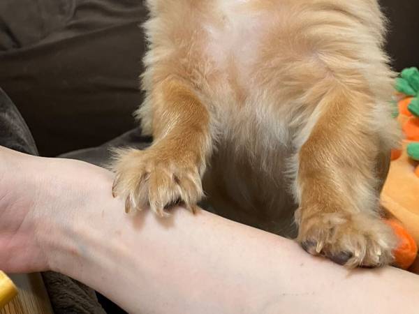 飼い主「あざとい」　叱られていた犬が編み出したのは…？