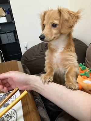 飼い主「あざとい」　叱られていた犬が編み出したのは…？