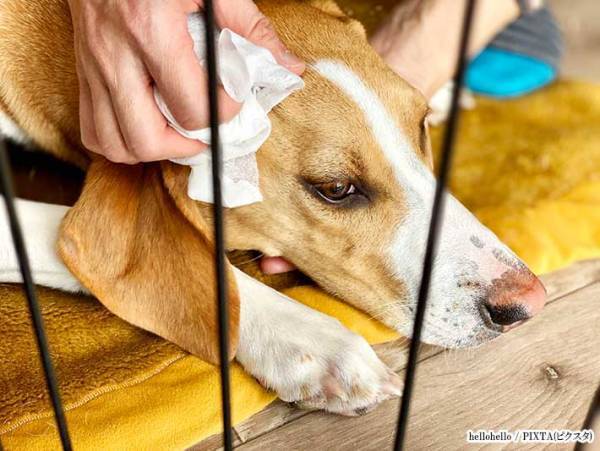 犬猫のくしゃみや鼻水　実はそれ…　約半数は知らない事実に驚愕！