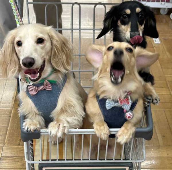 『カインズ』に来た３匹の犬　買い物をしていると？　「激しさが伝わる」「遭遇したい」