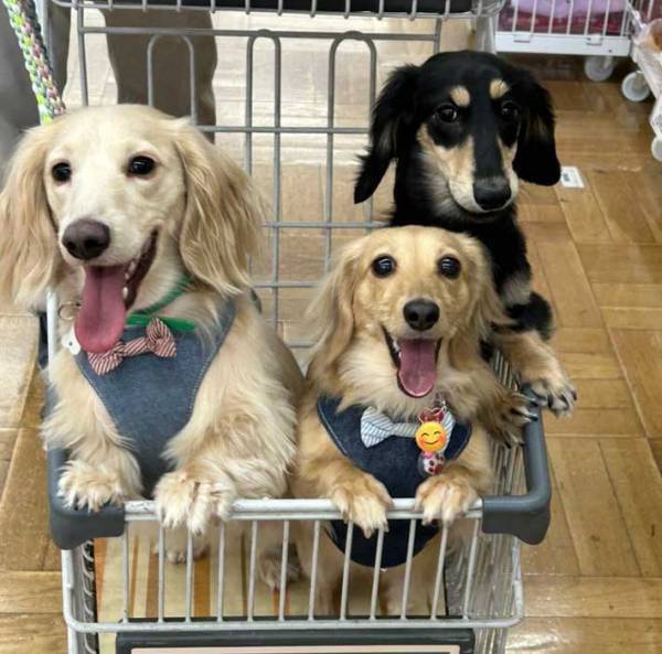 『カインズ』に来た３匹の犬　買い物をしていると？　「激しさが伝わる」「遭遇したい」