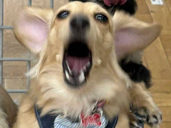 『カインズ』に来た３匹の犬　買い物をしていると？　「激しさが伝わる」「遭遇したい」