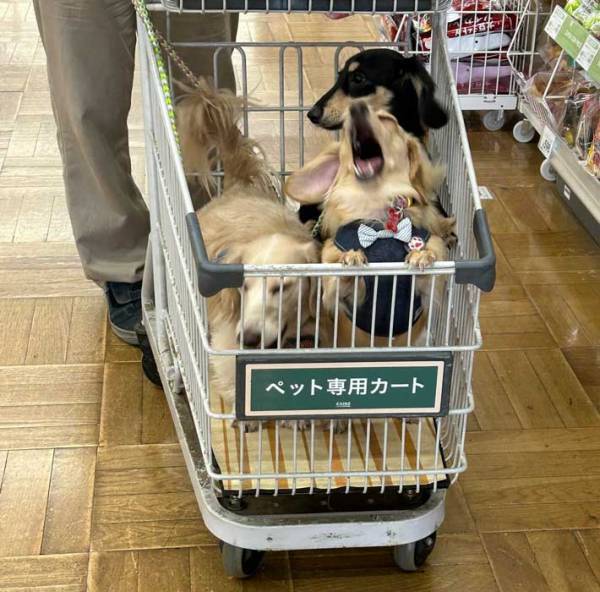 『カインズ』に来た３匹の犬　買い物をしていると？　「激しさが伝わる」「遭遇したい」