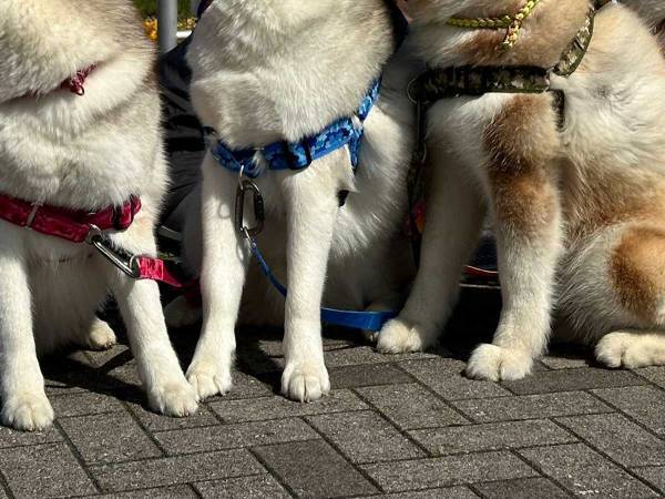ハイチーズ！　犬「あ、鳥だ」×４　奇跡の１枚に飼い主は「お前らどこ見とんねーん」