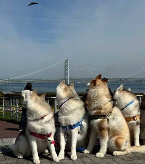 ハイチーズ！　犬「あ、鳥だ」×４　奇跡の１枚に飼い主は「お前らどこ見とんねーん」