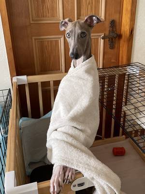 飼い主「思わず会釈した」　犬の姿に「本当に犬？」「二度見した」