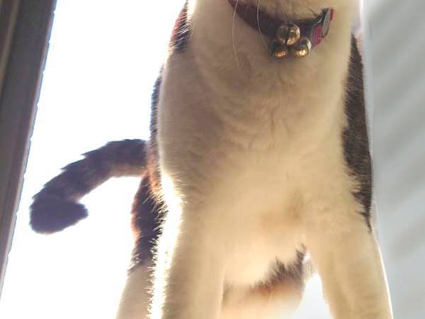 「私が来た！」といいそうな猫　窓枠の上に立つ姿に「漫画の１コマみたい」