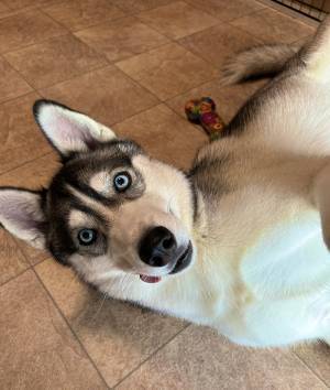 「荷物の配達が完了しました」　写真を見ると…「これは１００点」「笑顔になった」