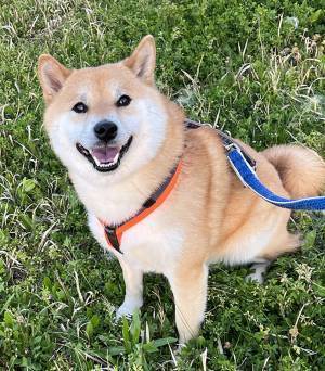 散歩で『帰宅拒否』をする柴犬　その姿に「これは震える」「強すぎるだろ！」