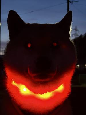 散歩で『帰宅拒否』をする柴犬　その姿に「これは震える」「強すぎるだろ！」