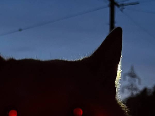 散歩で『帰宅拒否』をする柴犬　その姿に「これは震える」「強すぎるだろ！」