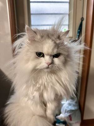 ドヤ顔の猫に『爆笑』のワケとは？　「こんなカッコ悪いキメ顔、初めて見た」