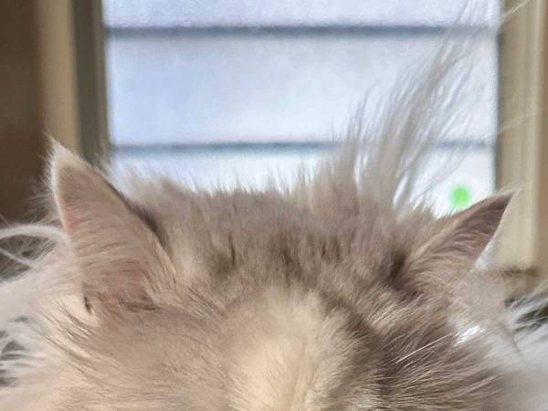 ドヤ顔の猫に『爆笑』のワケとは？　「こんなカッコ悪いキメ顔、初めて見た」