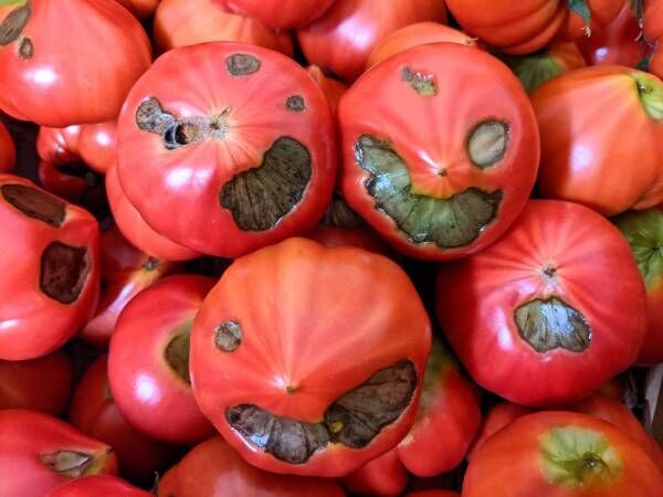 『間違え方』に笑ってしまう！　このトマトの商品名を言うはずが？