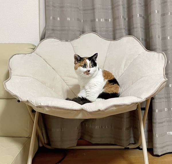 猫の姿に「あれにしか見えない」　椅子の上を見ると…「似すぎでしょ」「完全に一致」