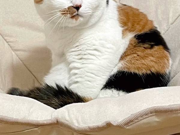 猫の姿に「あれにしか見えない」　椅子の上を見ると…「似すぎでしょ」「完全に一致」