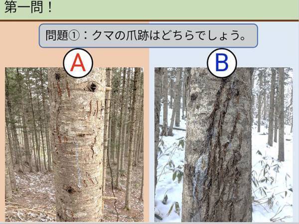 『A』と『B』のどっちがクマの爪痕？　正解に「危ねぇ！」「見間違えるな」